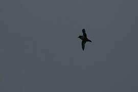 Kerguelen Petrel