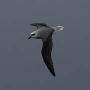 White-headed Petrel