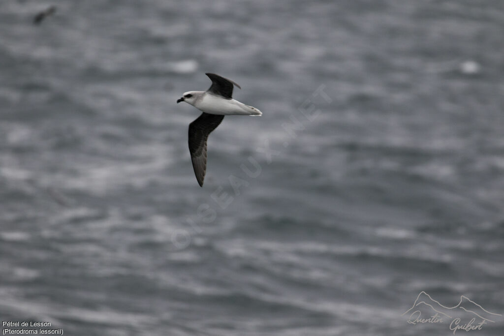 White-headed Petrel