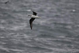 White-headed Petrel