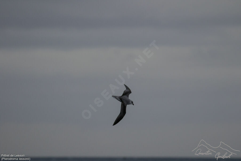 White-headed Petrel