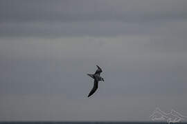 White-headed Petrel