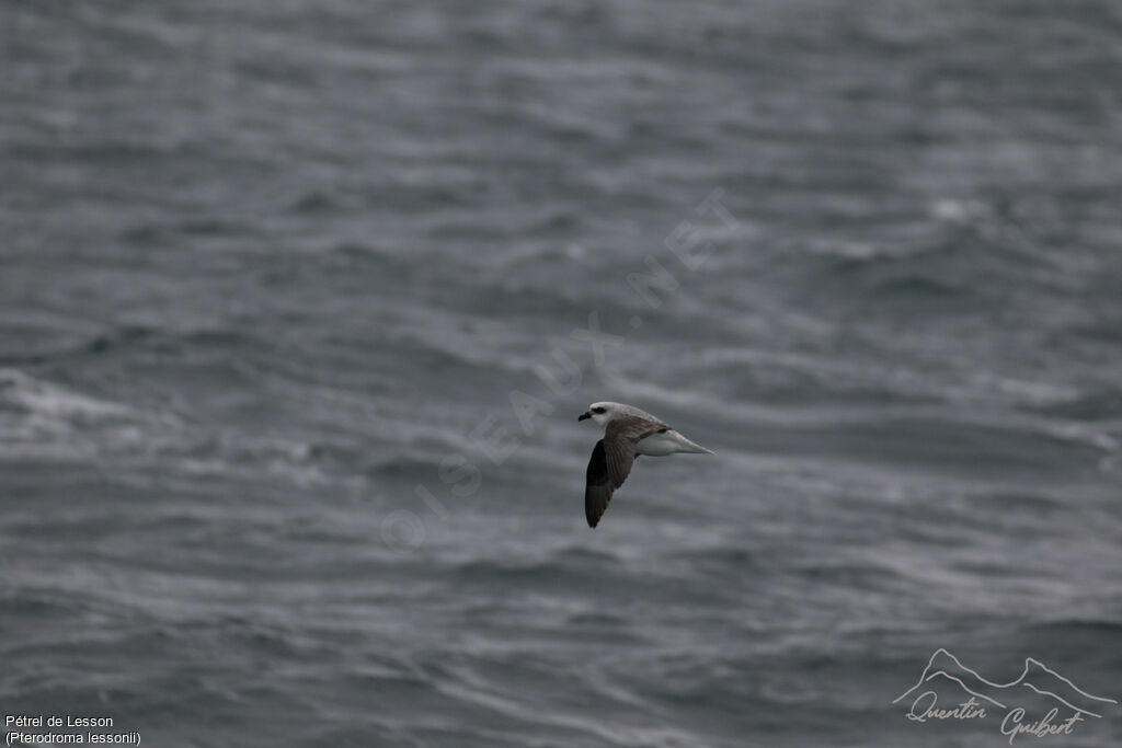 White-headed Petrel