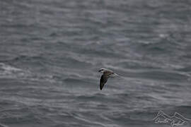 White-headed Petrel