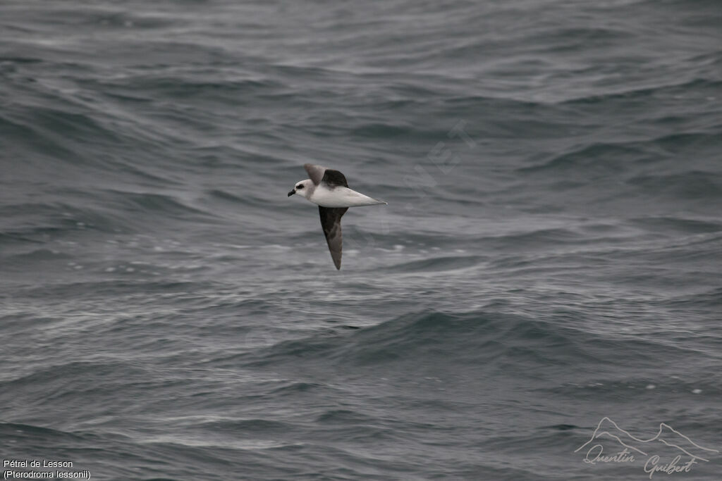 White-headed Petrel