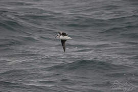 White-headed Petrel