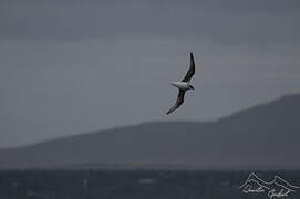 White-headed Petrel