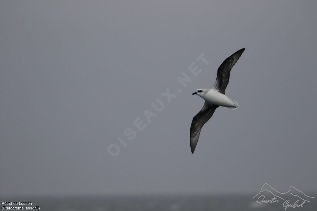 White-headed Petrel