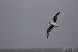 White-headed Petrel