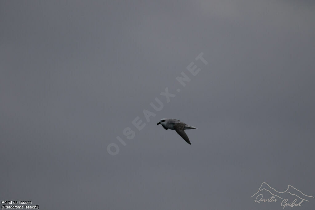 White-headed Petrel