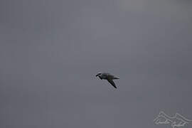 White-headed Petrel