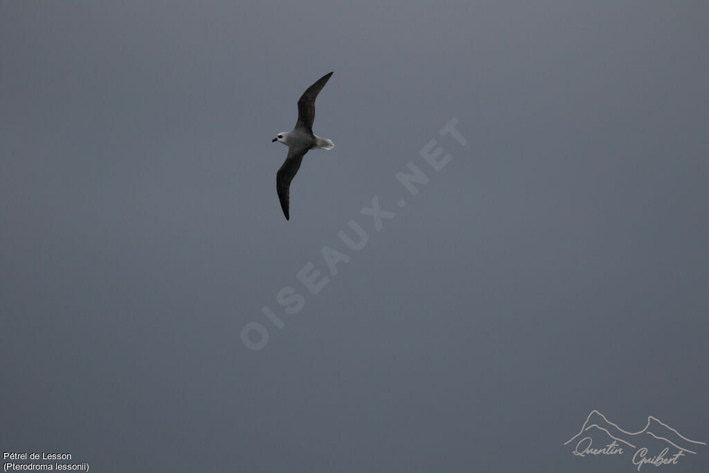 White-headed Petrel