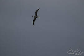 White-headed Petrel