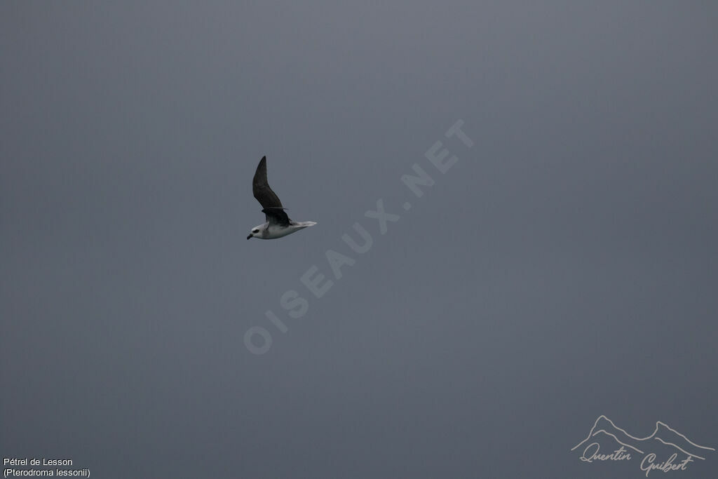 White-headed Petrel