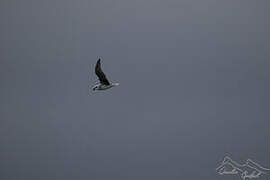 White-headed Petrel