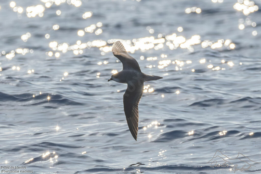 Zino's Petrel