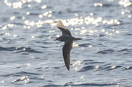 Zino's Petrel