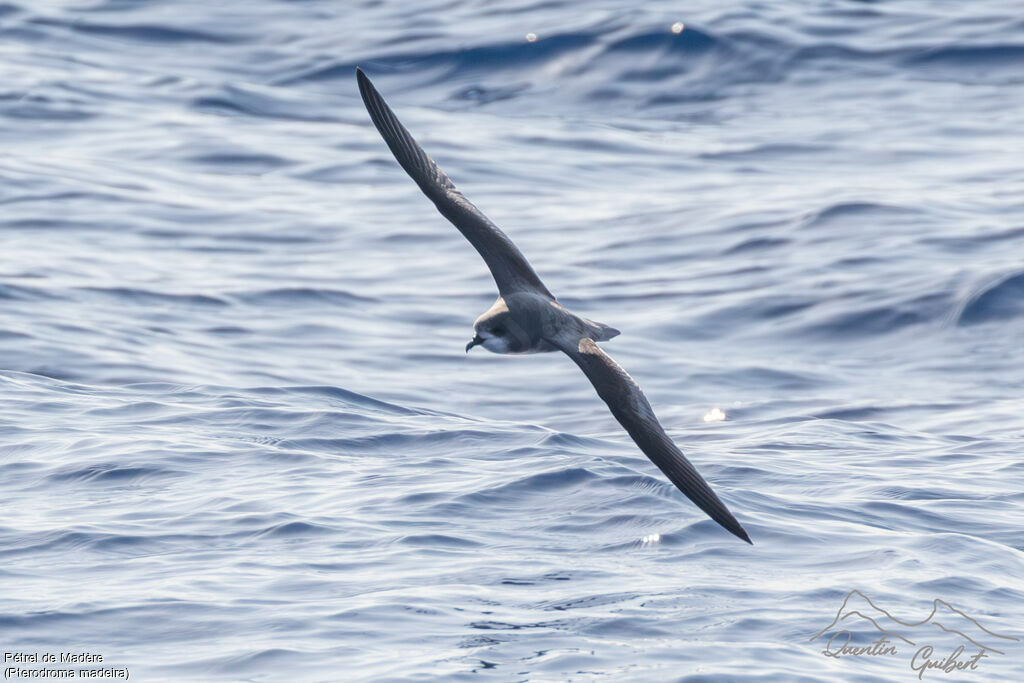 Zino's Petrel