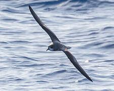 Zino's Petrel