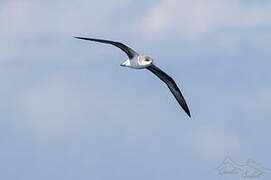 Desertas Petrel