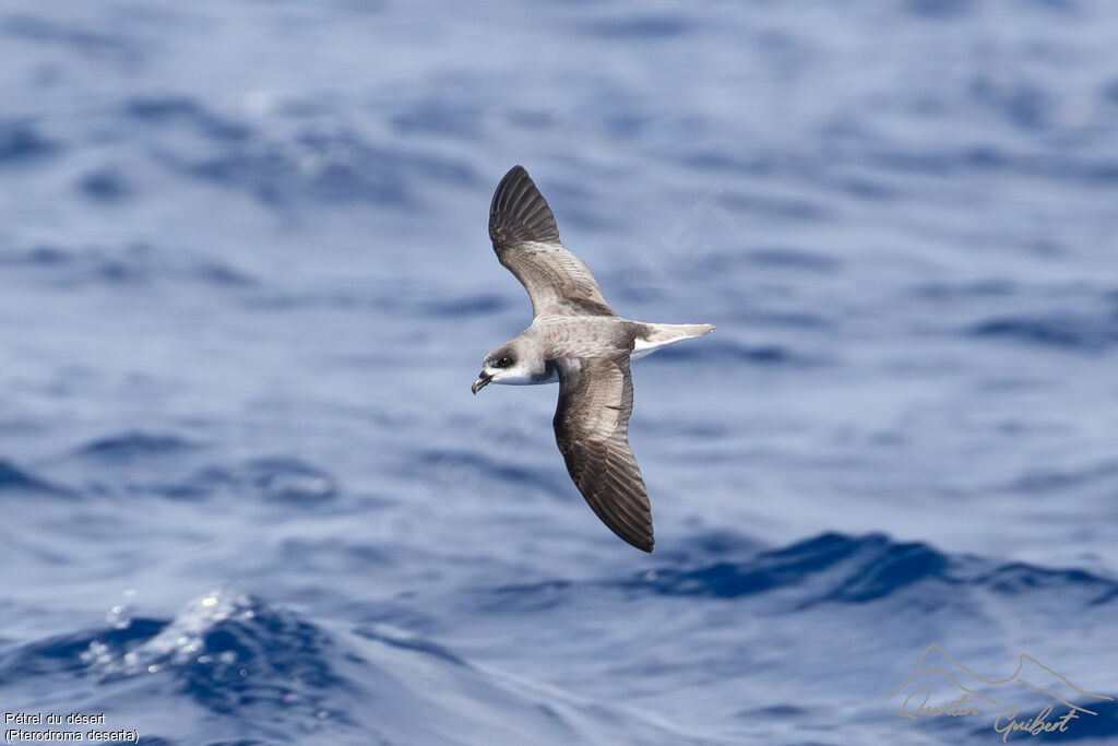 Pétrel du désert, identification, Vol