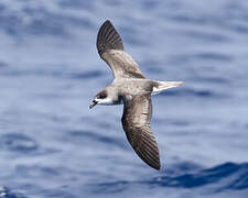 Desertas Petrel