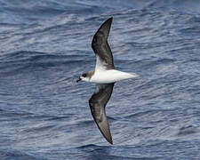 Desertas Petrel