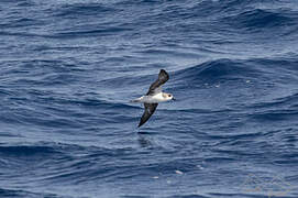 Desertas Petrel