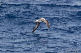 Desertas Petrel