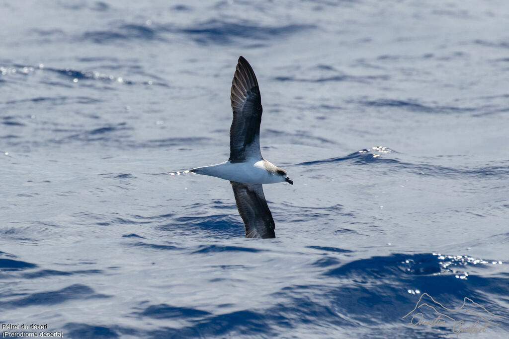 Desertas Petrel