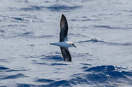 Desertas Petrel