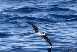 Desertas Petrel