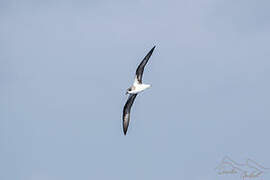 Desertas Petrel