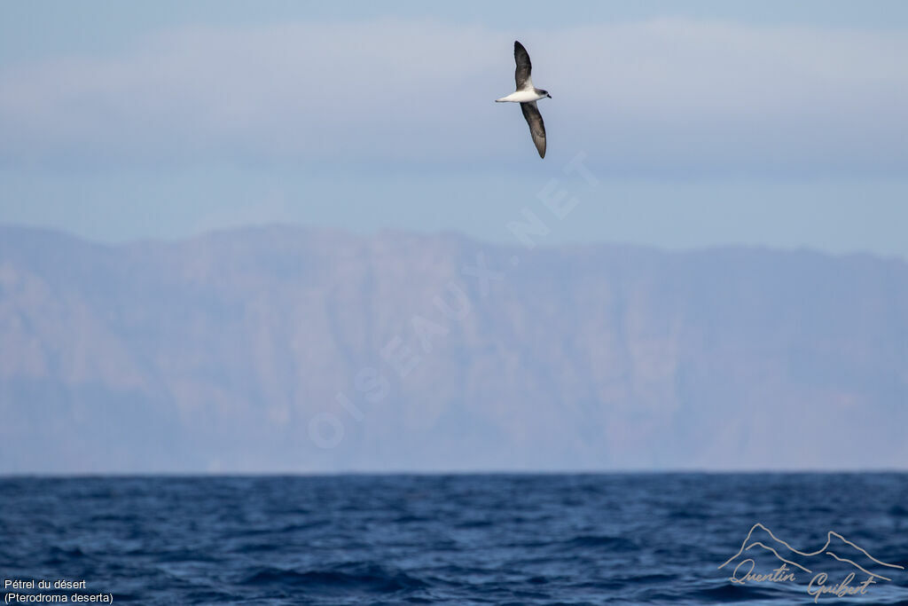 Desertas Petrel