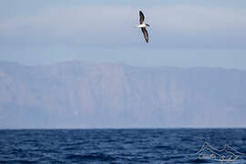 Desertas Petrel