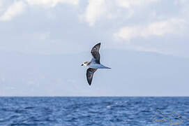 Desertas Petrel