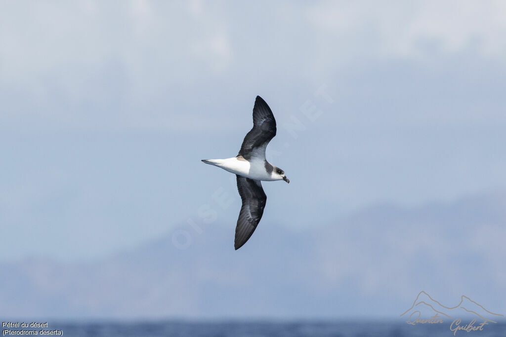 Desertas Petrel