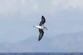 Desertas Petrel