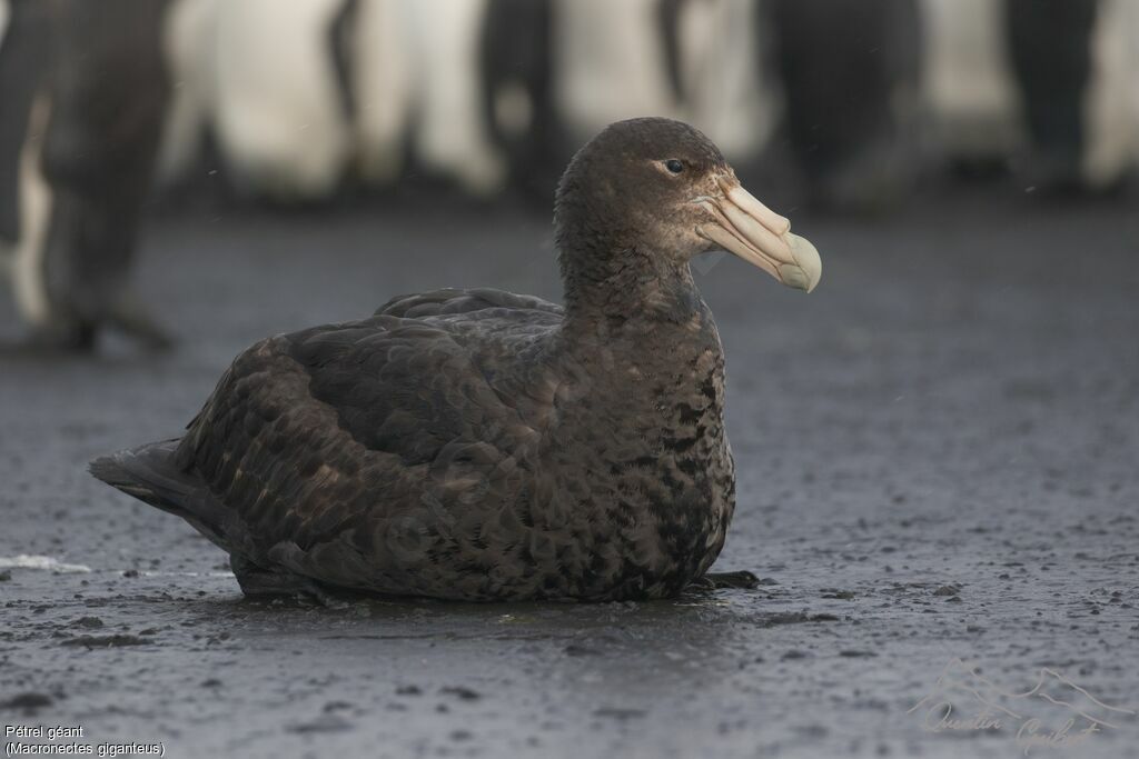 Southern Giant Petrel