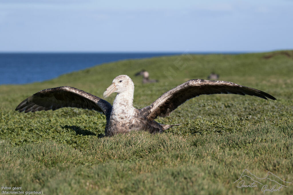 Southern Giant Petrel