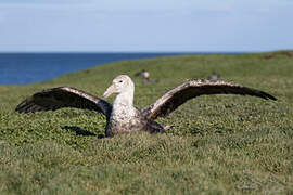 Southern Giant Petrel