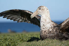 Southern Giant Petrel