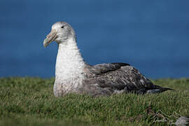 Southern Giant Petrel