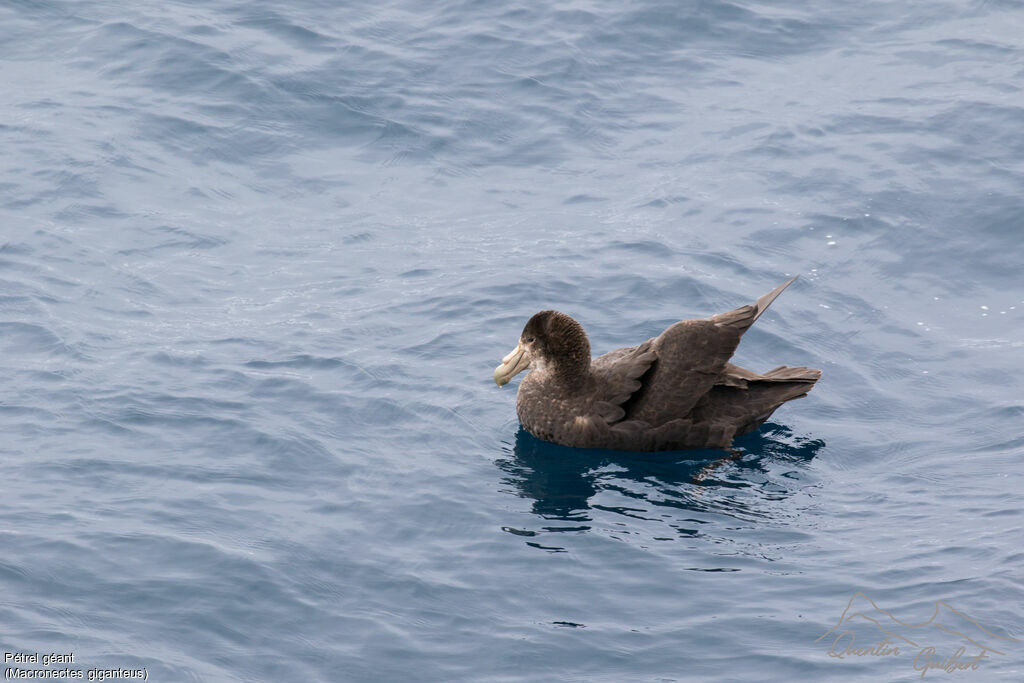 Southern Giant Petrel