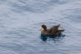 Southern Giant Petrel