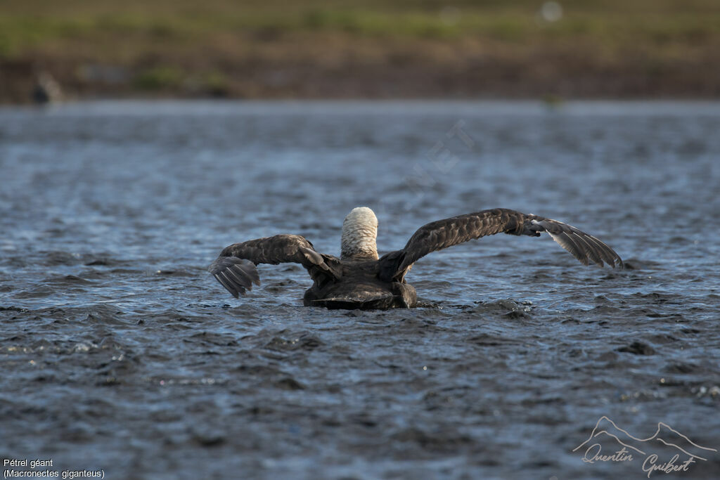 Southern Giant Petrel