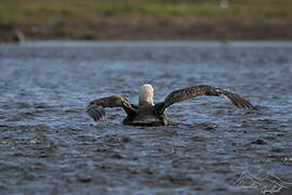 Southern Giant Petrel