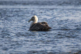 Southern Giant Petrel