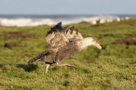 Southern Giant Petrel