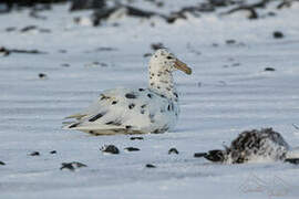 Southern Giant Petrel